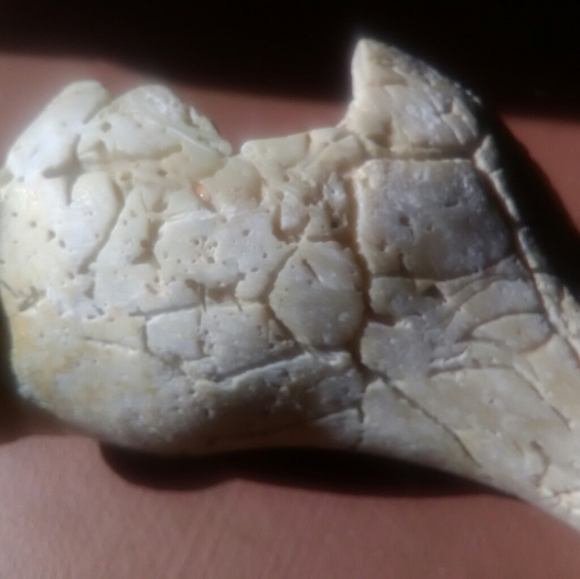 Sea Shell - Picture 6 of 8